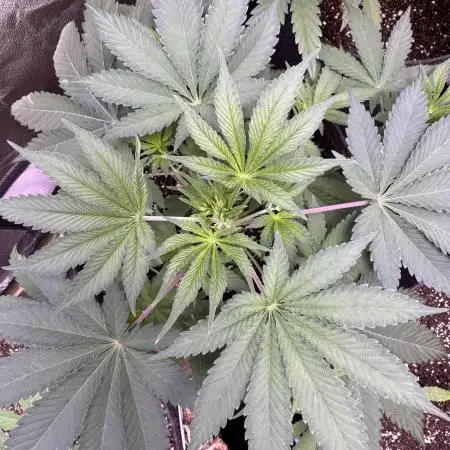 Auto Big Demon by Divine Seeds