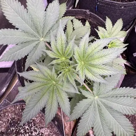 Auto Big Demon by Divine Seeds