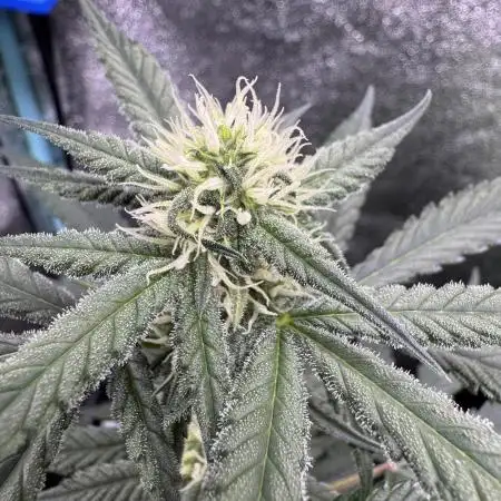 Auto Opium - Divine Seeds