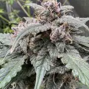 Caramel Auto - FastBuds