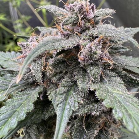 Caramel Auto - FastBuds