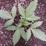 Zkittelz XL Auto - Ganja Farmer Seeds