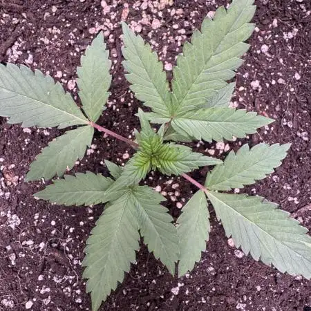 Zkittelz XL Auto - Ganja Farmer Seeds