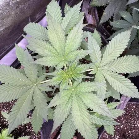 Auto Opium - Divine Seeds