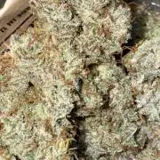 AUTO WHITE WIDOW - Divine Seeds