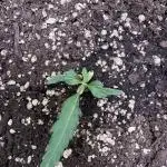 Wurlz F1 Autoflower - Zamnesia Seeds