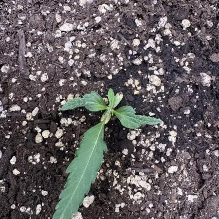 Wurlz F1 Autoflower - Zamnesia Seeds