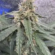 Wurlz F1 Autoflower - Zamnesia Seeds