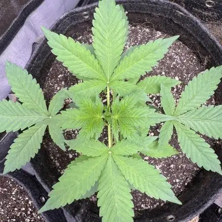 Auto Opium - Divine Seeds