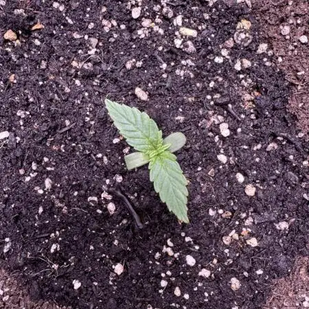 Zkittelz XL Auto - Ganja Farmer Seeds