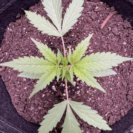 AUTO FRACTAL - Divine Seeds