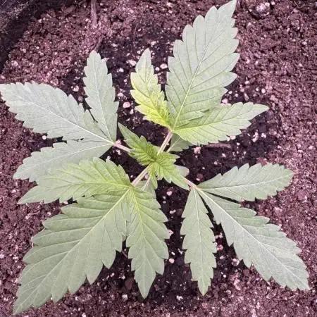 Auto Big Demon by Divine Seeds