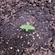 Sour Apple X Strawberry Gorilla Auto