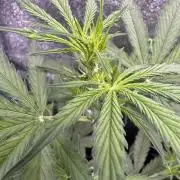 CBD Lemon Auto - Herbies Seeds