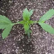 Purple Tangie Auto - Supernatural Seeds