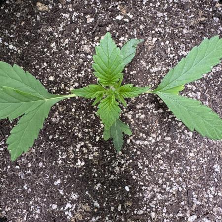 Purple Tangie Auto - Supernatural Seeds