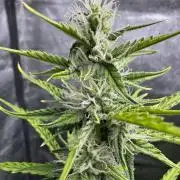 CBD Lemon Auto - Herbies Seeds