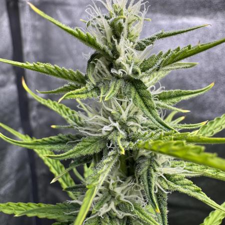 CBD Lemon Auto - Herbies Seeds