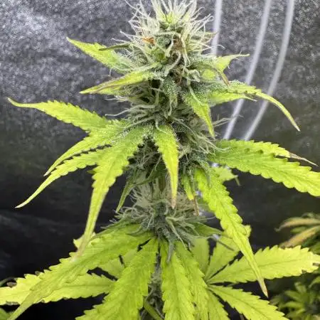 Apple and Blackberry F1 Auto - Tastebudz