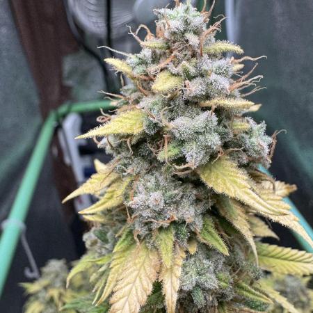 Big Demon by Divine Seeds