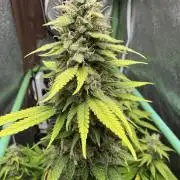 Big Demon by Divine Seeds