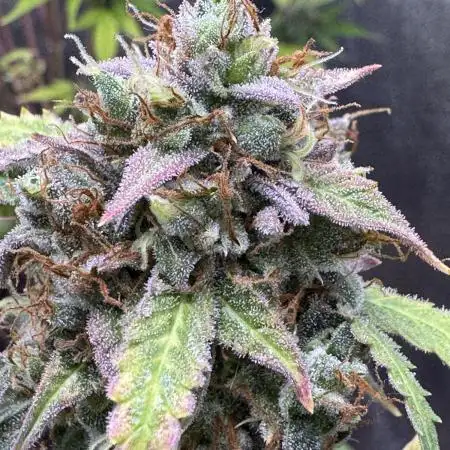 Auto AK Triple Haze - Super Sativa Seed Club
