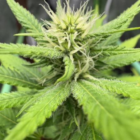 Auto Big Demon by Divine Seeds