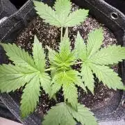 Wild Strawberry F1 Auto Run 2-TasteBudz