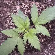 Wild Strawberry F1 Auto Run 2-TasteBudz