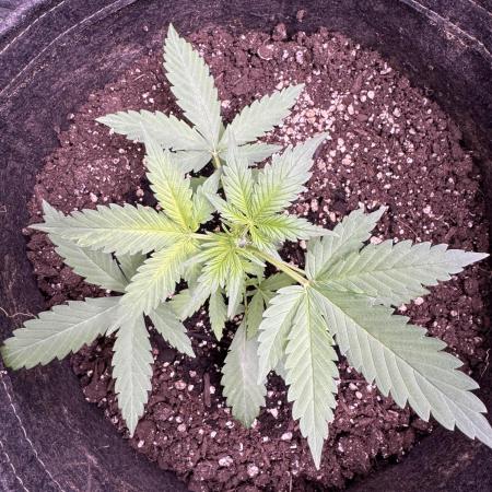 Caramel Auto - FastBuds