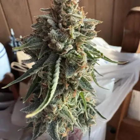 Auto Elephant - Super Sativa Seed Club