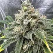 Sour Apple X Strawberry Gorilla Auto