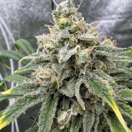 Sour Apple X Strawberry Gorilla Auto