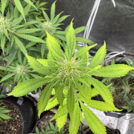 Apple and Blackberry F1 Auto - Tastebudz