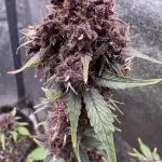 DARK LEMONADE AUTO - Delicious Seeds