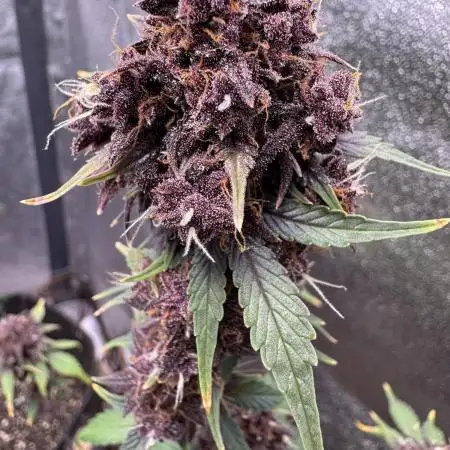 DARK LEMONADE AUTO - Delicious Seeds