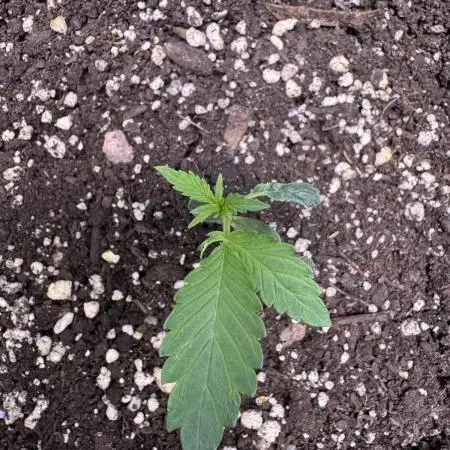 Caramel Auto - TasteBudz