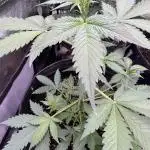 Caramel Auto - FastBuds