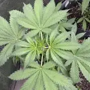 Wild Strawberry F1 Auto Run 2-TasteBudz