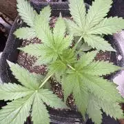 Wild Strawberry F1 Auto Run 2-TasteBudz