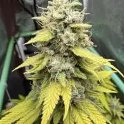 Big Demon by Divine Seeds