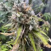 Apple Betty Auto from Herbies Seeds