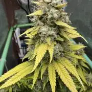 Big Demon by Divine Seeds