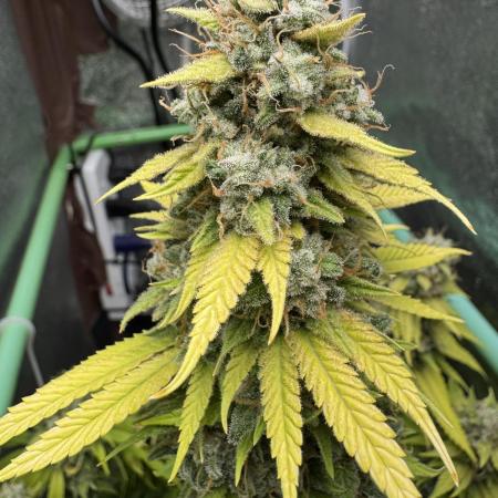 Big Demon by Divine Seeds