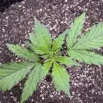 CBD Lemon Auto - Herbies Seeds