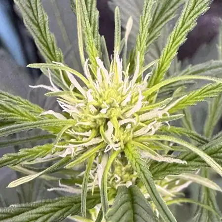 AUTO FRACTAL - Divine Seeds