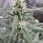AUTO WHITE WIDOW - Divine Seeds