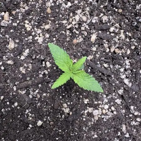 AUTO PURPLE OPIUM - Divine Seeds
