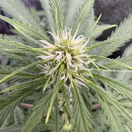 Elephant Berry Auto