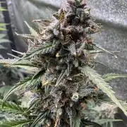 AUTO WHITE WIDOW - Divine Seeds